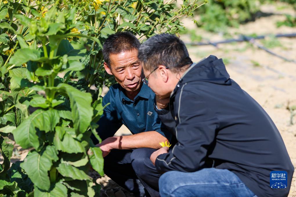 网页炸金花房卡
